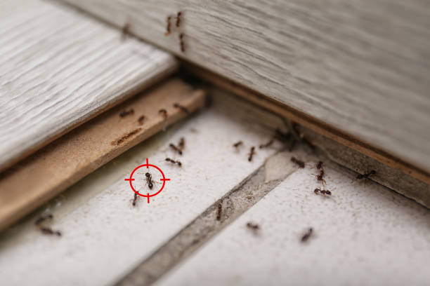 Best Wasp Removal Services  in Kdeer, IL
